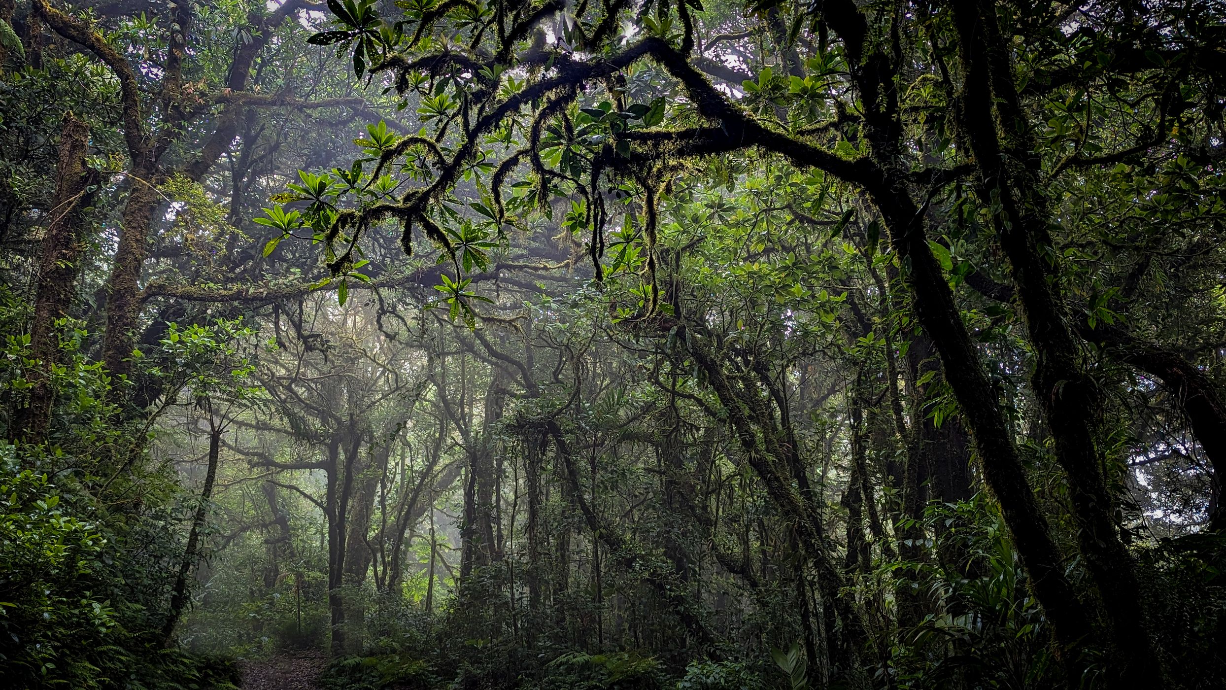 Jungle in Monte Verde National Park, Costa Rica, Costa Rica