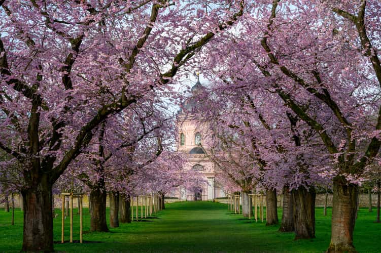 Kirschblüte Schwetzingen