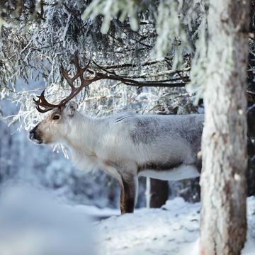 Kopara Reindeer Park, Central Lapland, Finland