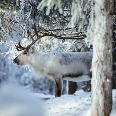 Kopara Reindeer Park, Central Lapland, Finland