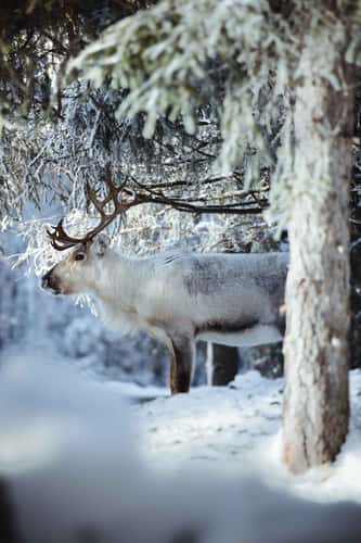 Kopara Reindeer Park, Central Lapland