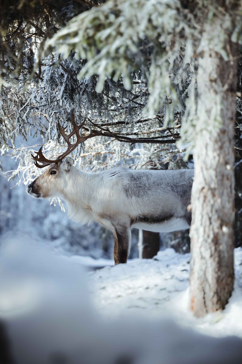 Kopara Reindeer Park, Central Lapland, Finland