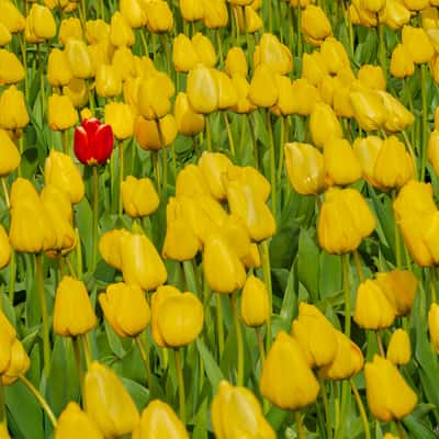 Mt. Vernon Tulips, USA