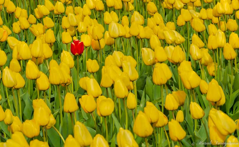 Mt. Vernon Tulips