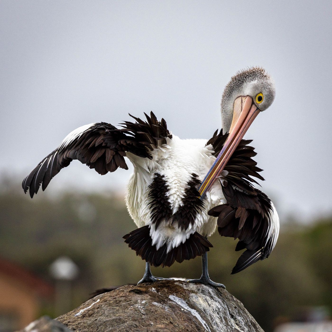 Pelican, Tuncurry Rock Pool, Tuncurry, NSW, Australia