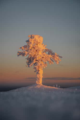 Pyhä-Luoston kansallispuisto, Central Lapland