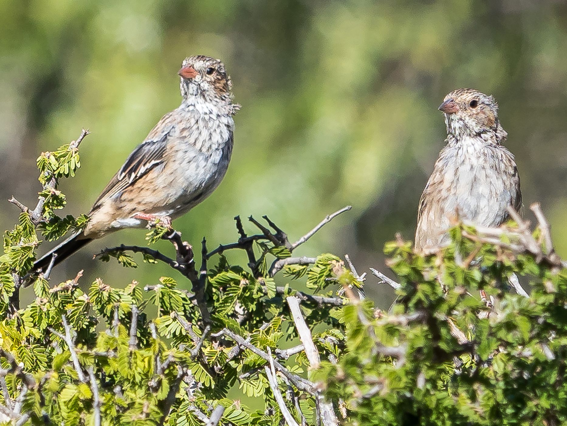 Reserva Nacional Las Chinchillas, Chile
