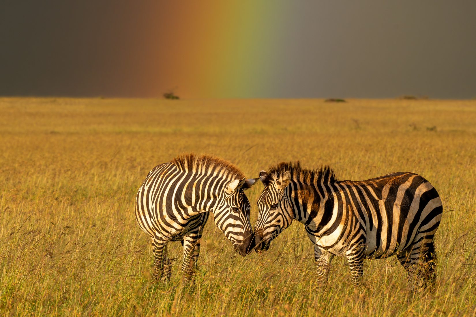 Savanna in western Kenya, Kenya