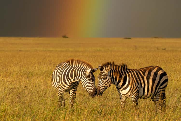 Savanna in western Kenya