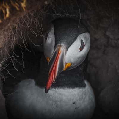 skomer puffin colony best spot, United Kingdom