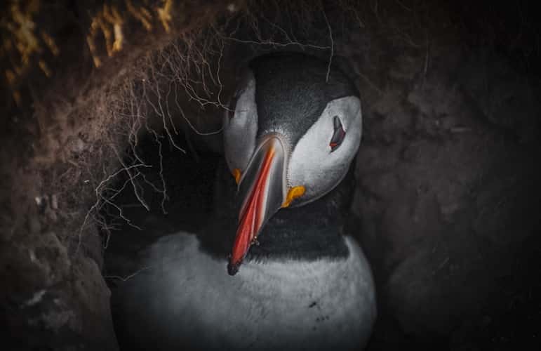 skomer puffin colony best spot