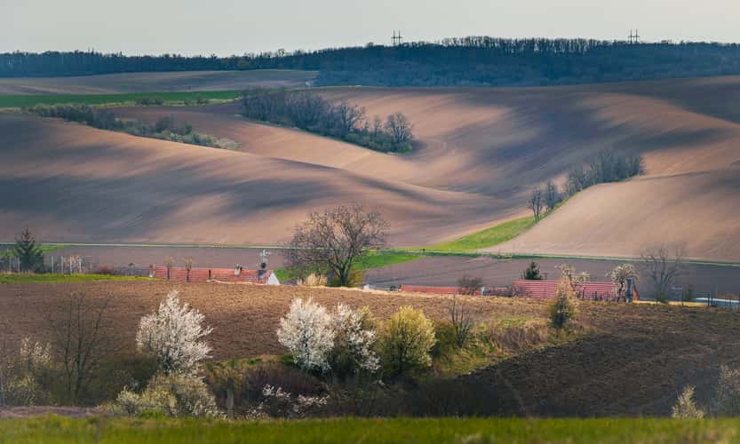 Spring meadows and blossoming trees