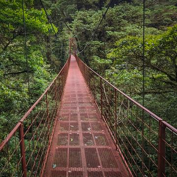 suspension bridge in Monte Verde National Park, Costa Rica, Costa Rica