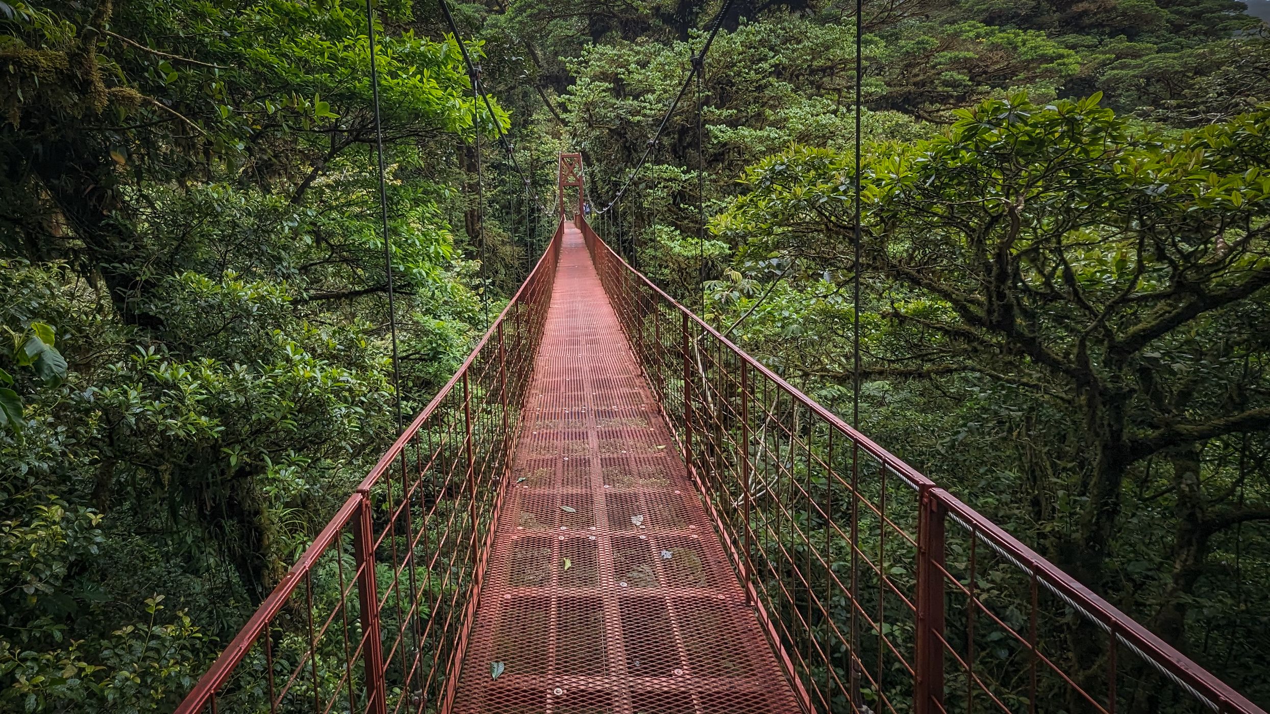 suspension bridge in Monte Verde National Park, Costa Rica, Costa Rica
