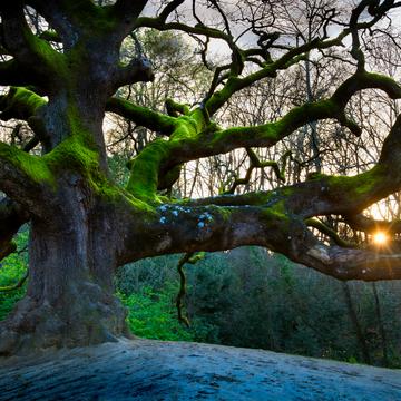 The great Oak, Italy