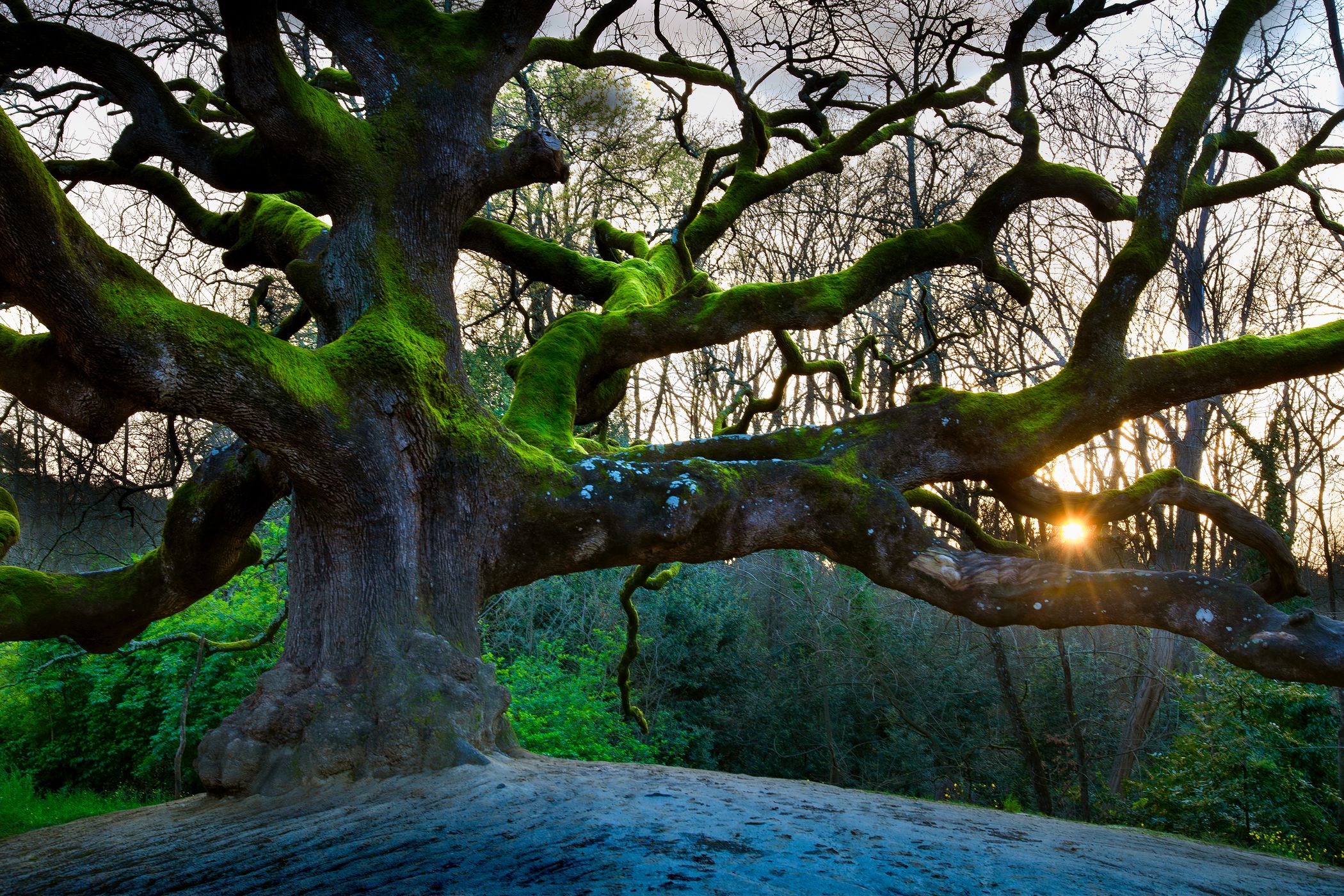 The great Oak, Italy