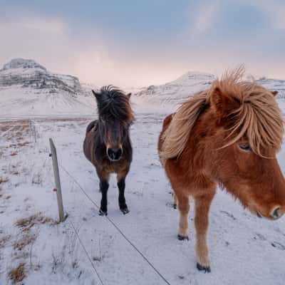 The horse farm, Iceland