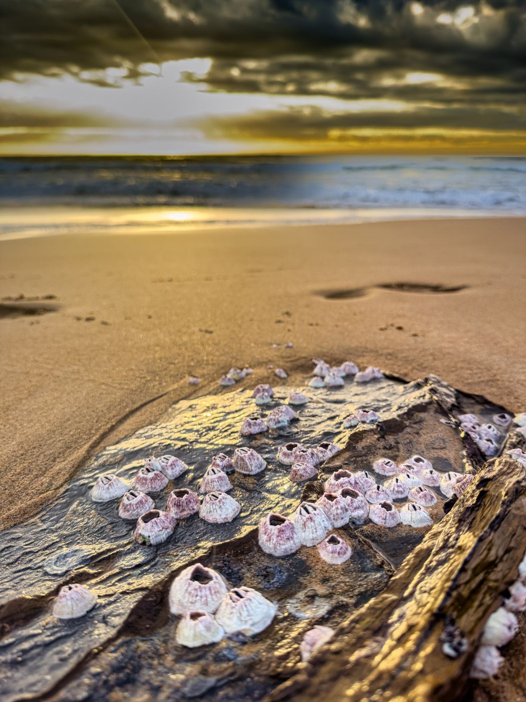 Warriwood beach to Mona Vale, Warriewood, NSW, Australia