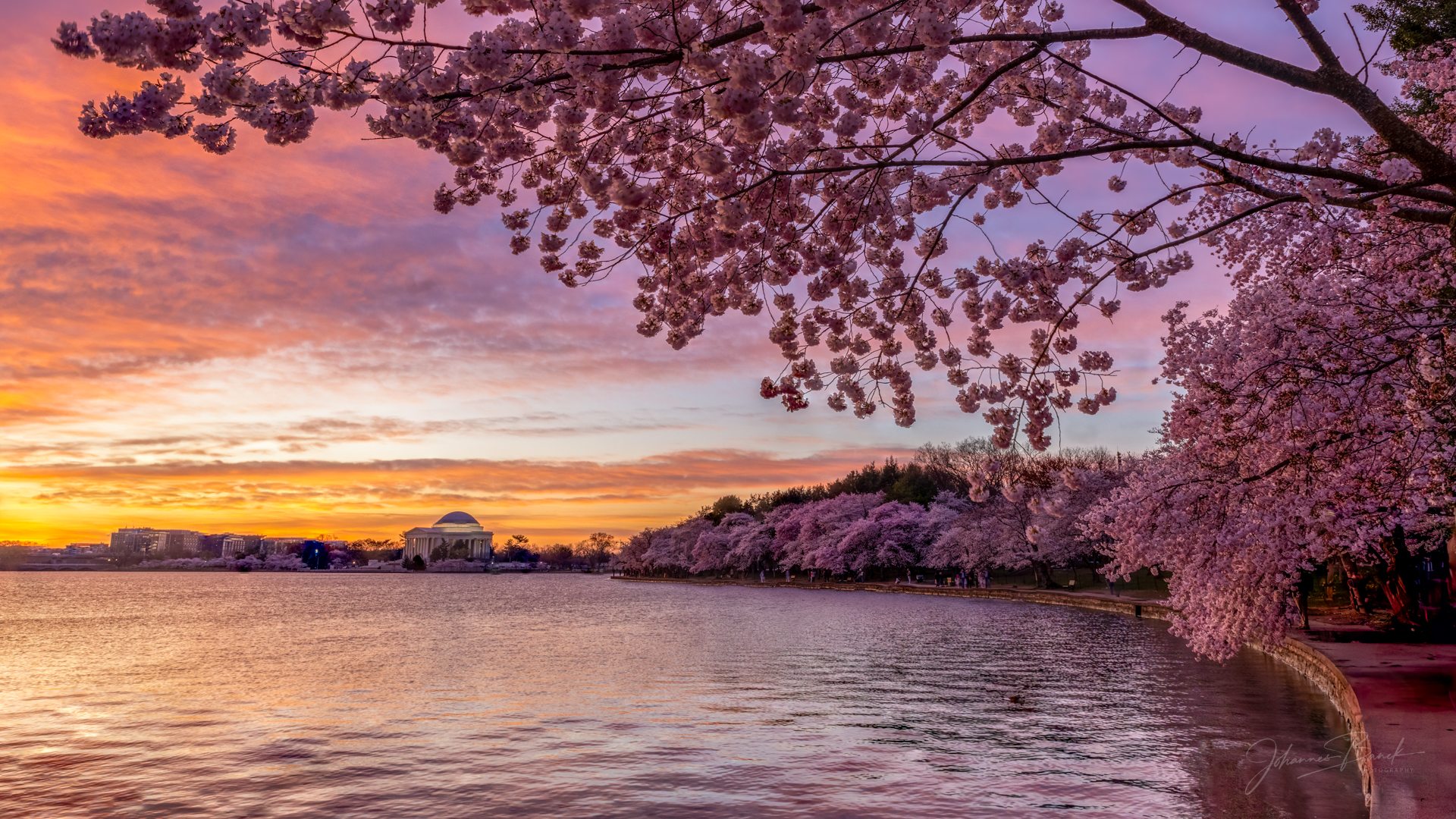 Washington DC, Tidal Basin Cherry Blossom, USA