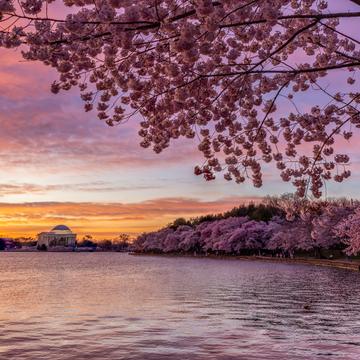 Washington DC, Tidal Basin Cherry Blossom, USA