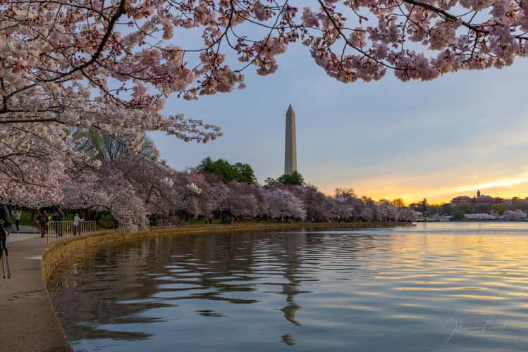 Washington DC, Tidal Basin Cherry Blossom