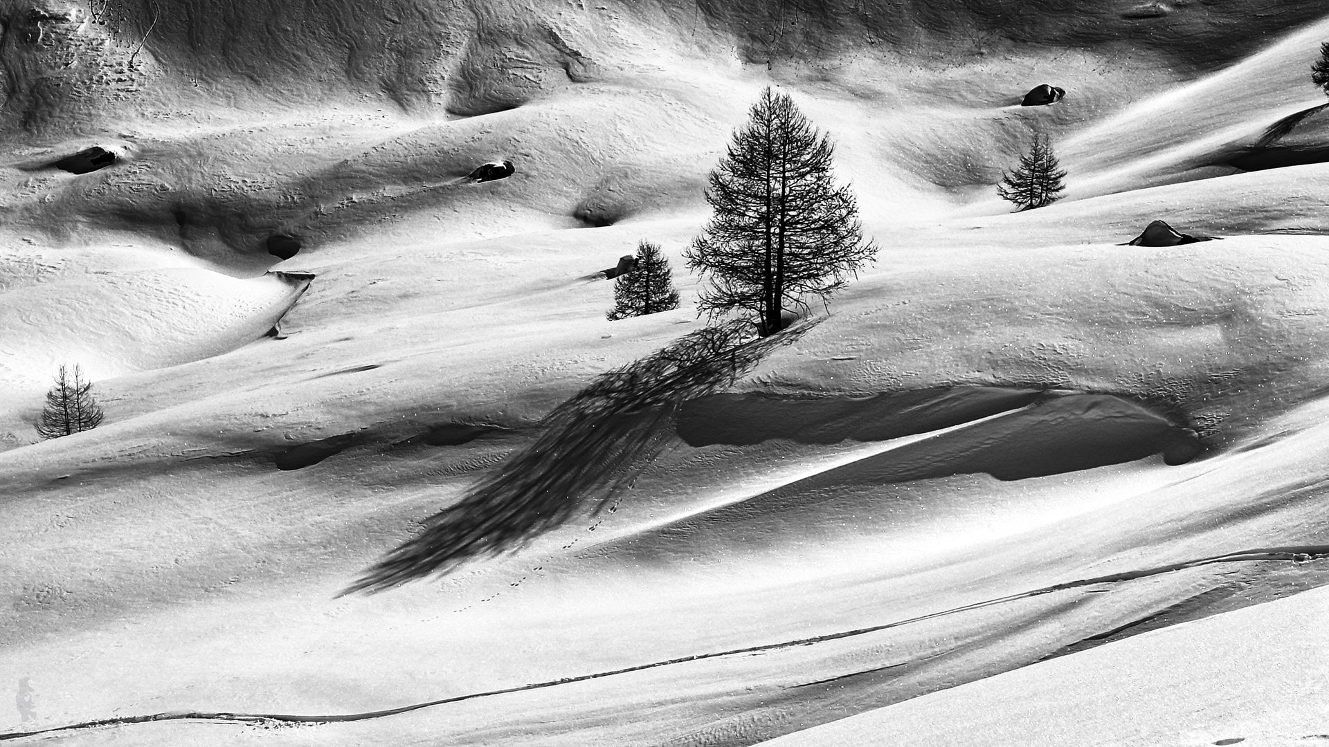 Winter Larch Tree, Italy