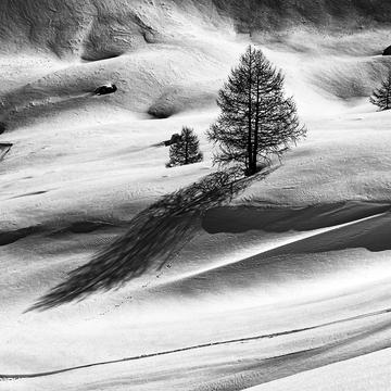 Winter Larch Tree, Italy
