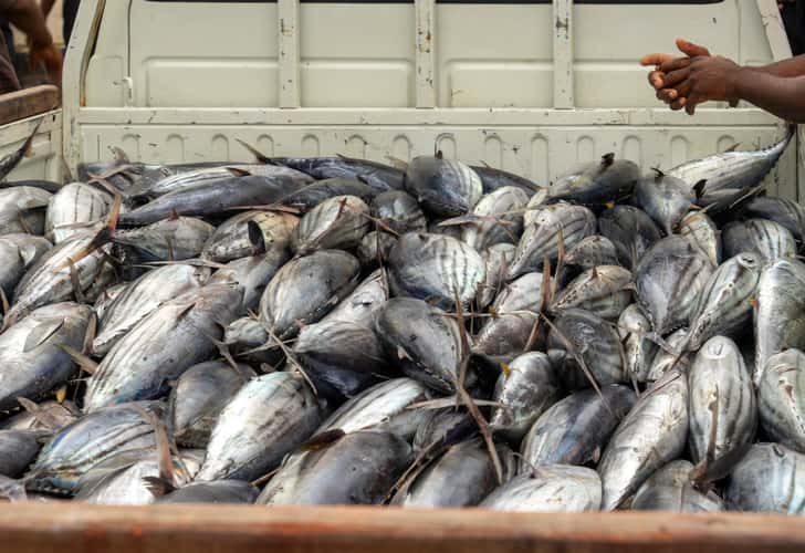 Zanzibar Stonetown Fish Market