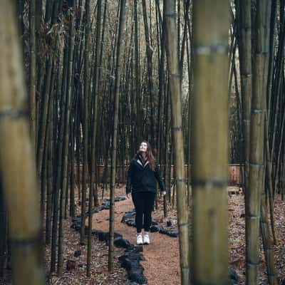 Bamboo Forest in Daikaku-ji Temple, Kyoto, Japan