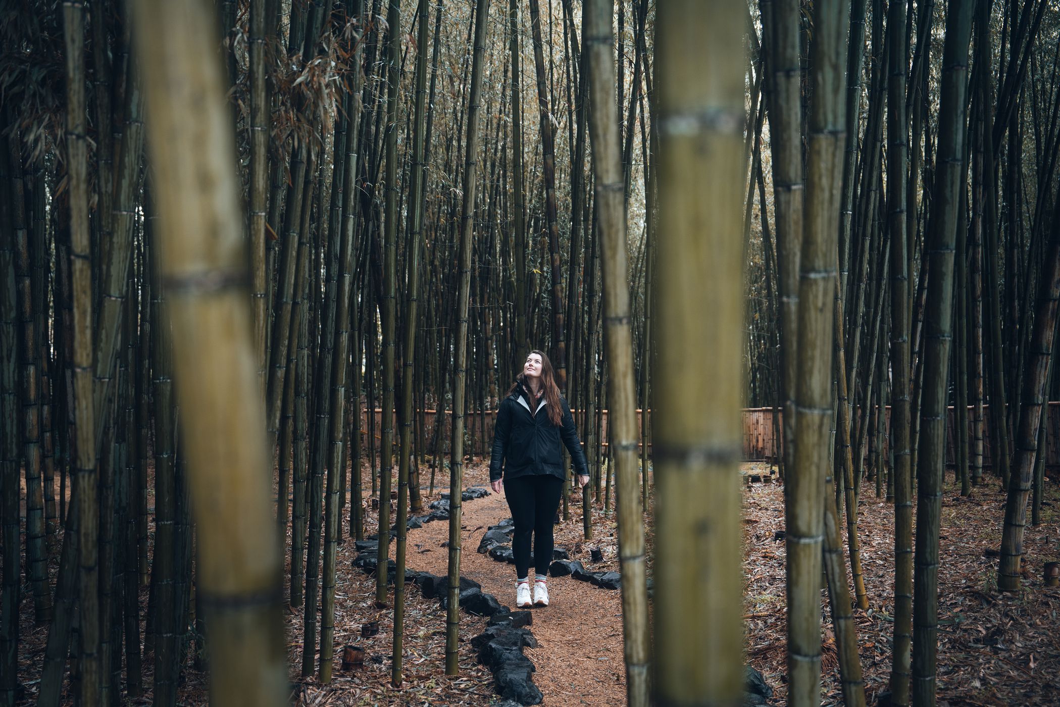 Bamboo Forest in Daikaku-ji Temple, Kyoto, Japan