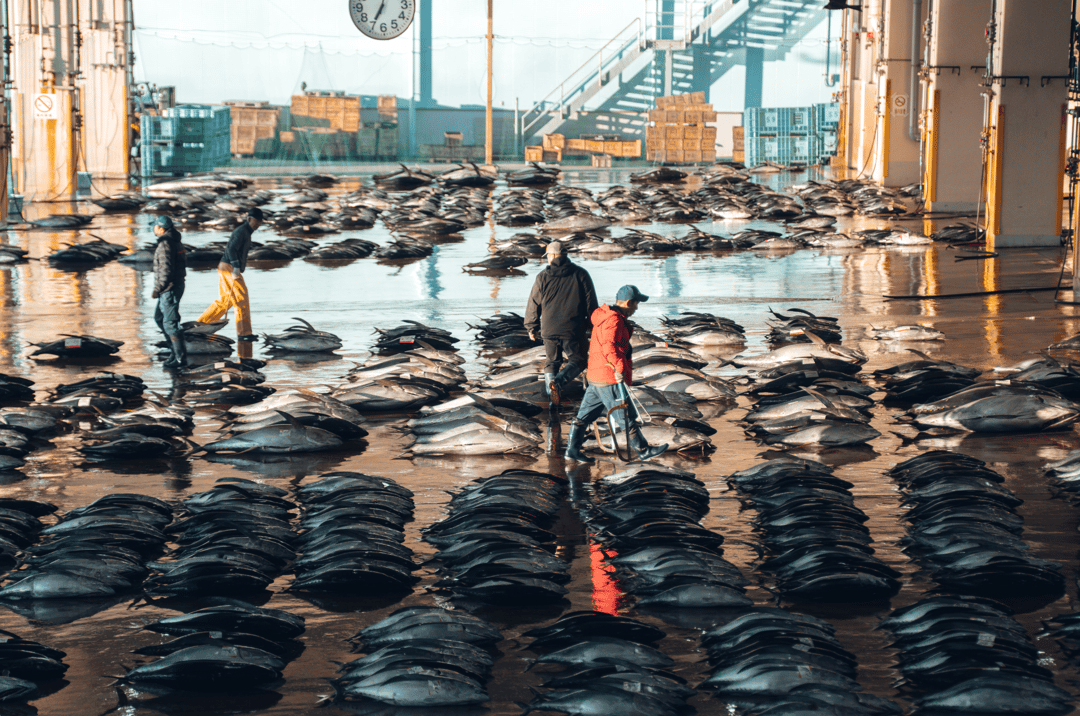 Get the exact geo-position for this spot: Tuna Fish Market