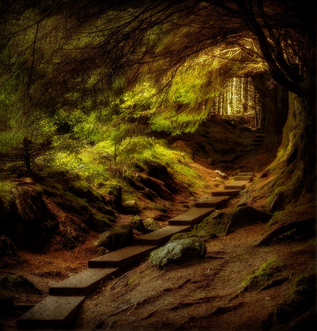Ballinastoe Woods, Ireland