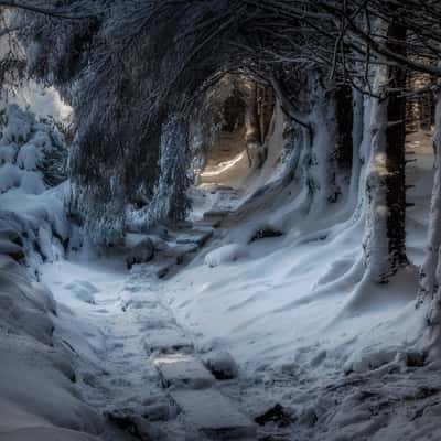 Ballinastoe Woods, Ireland