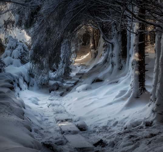 Ballinastoe Woods
