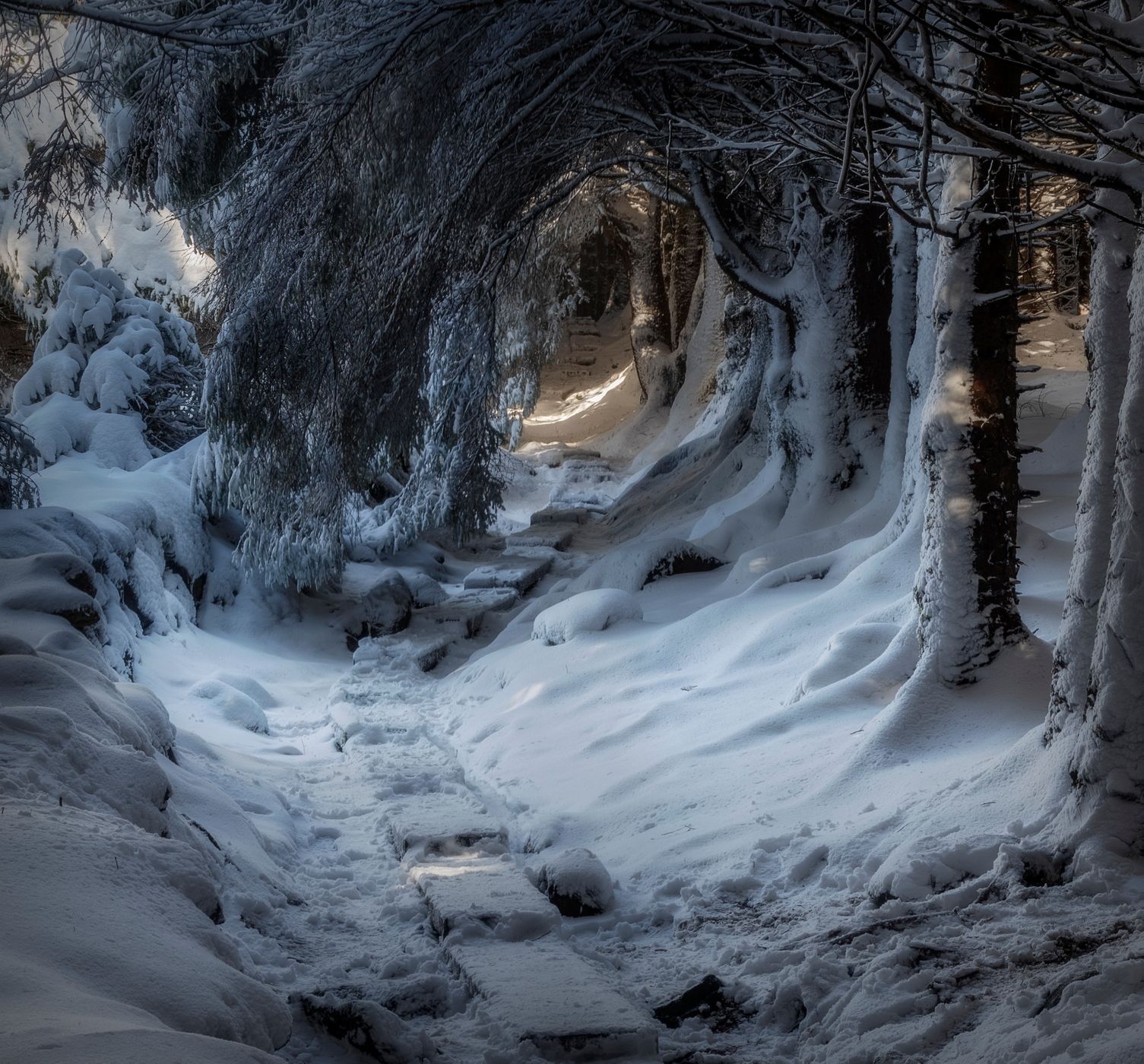 Ballinastoe Woods, Ireland