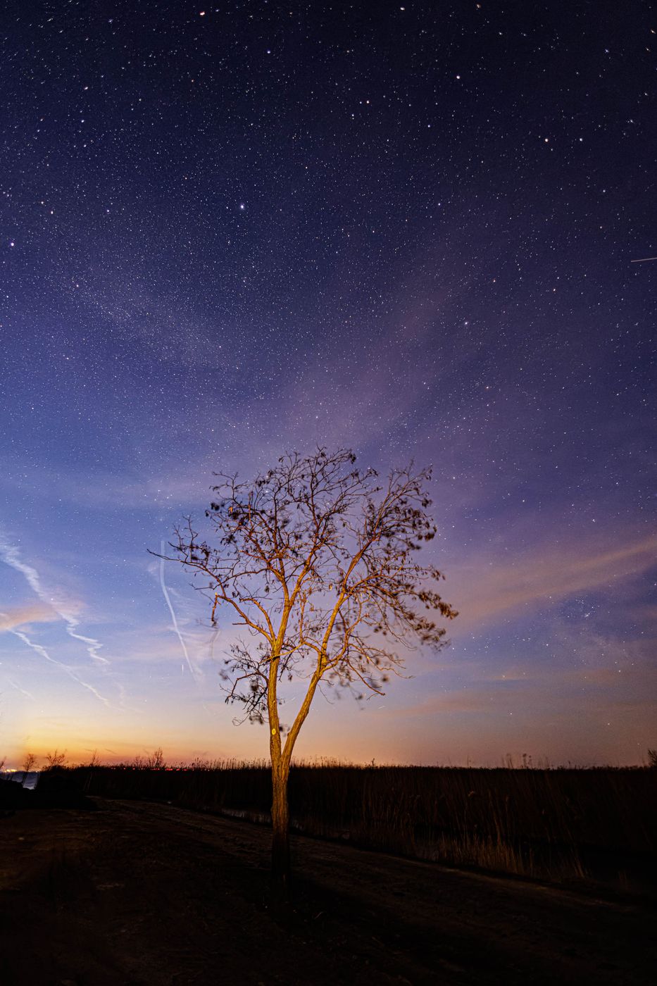 Baum - Purbach am Neusiedlersee, Austria