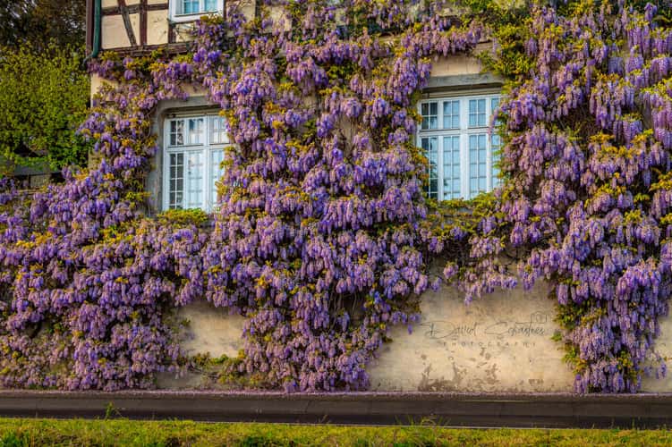 Beautiful old house in Erpel with Glyzinie