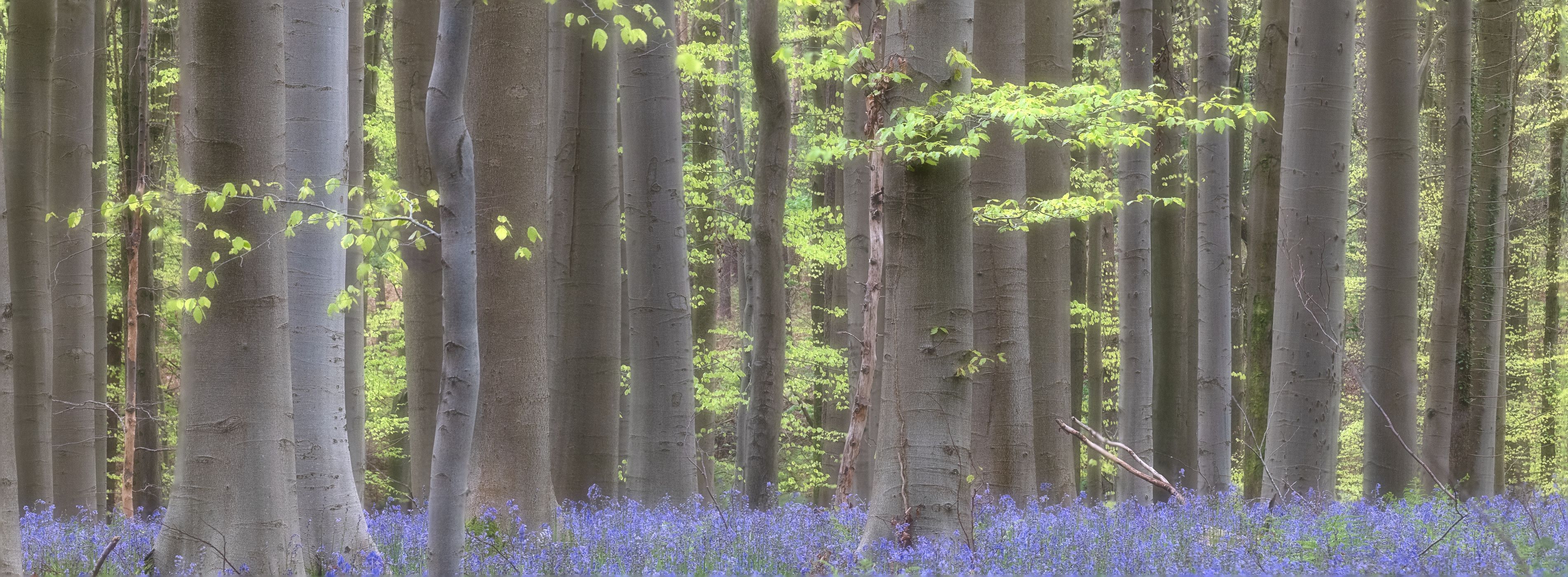Bluebells in Hallerbos, Belgium