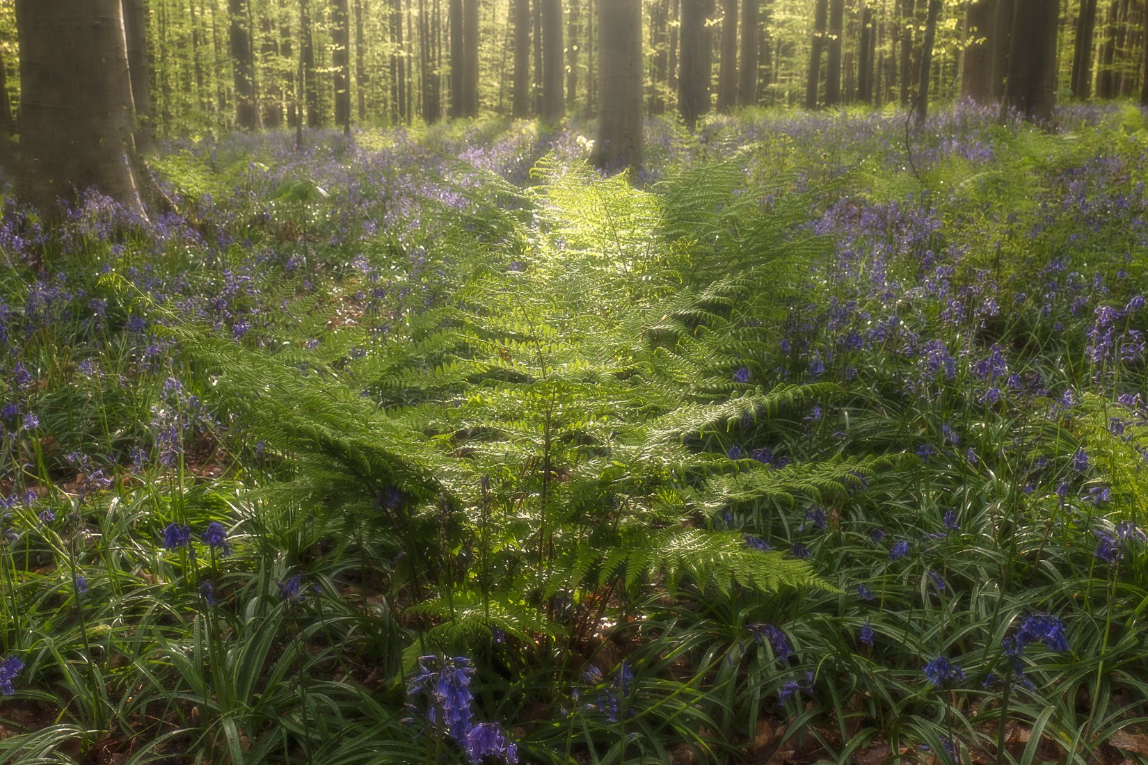 Bluebells in Hallerbos, Belgium