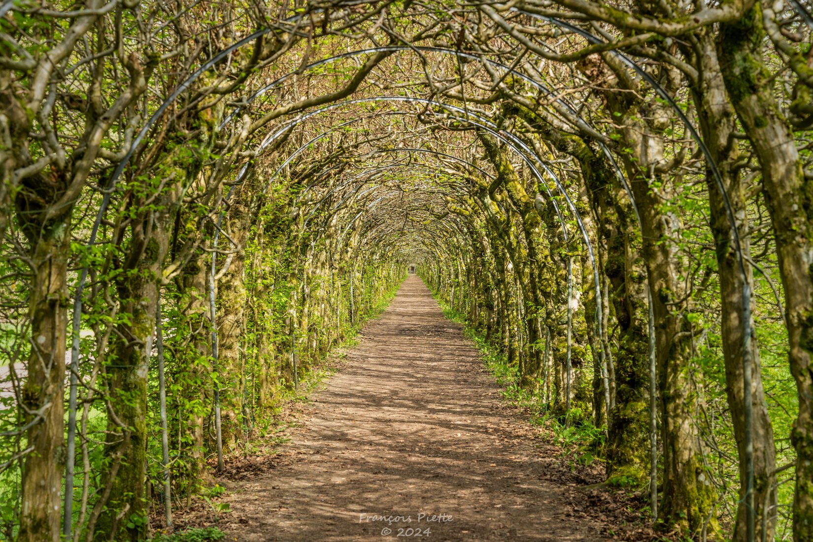 Charmille du Haut Maret, Belgium
