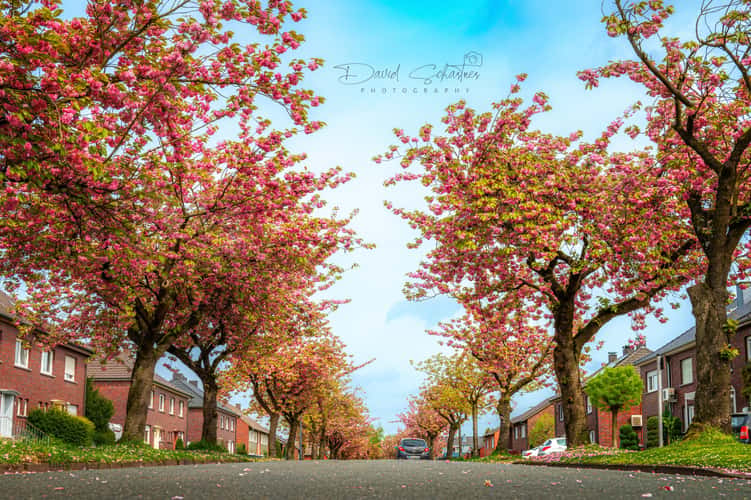 Cherry blossoms in Hamm