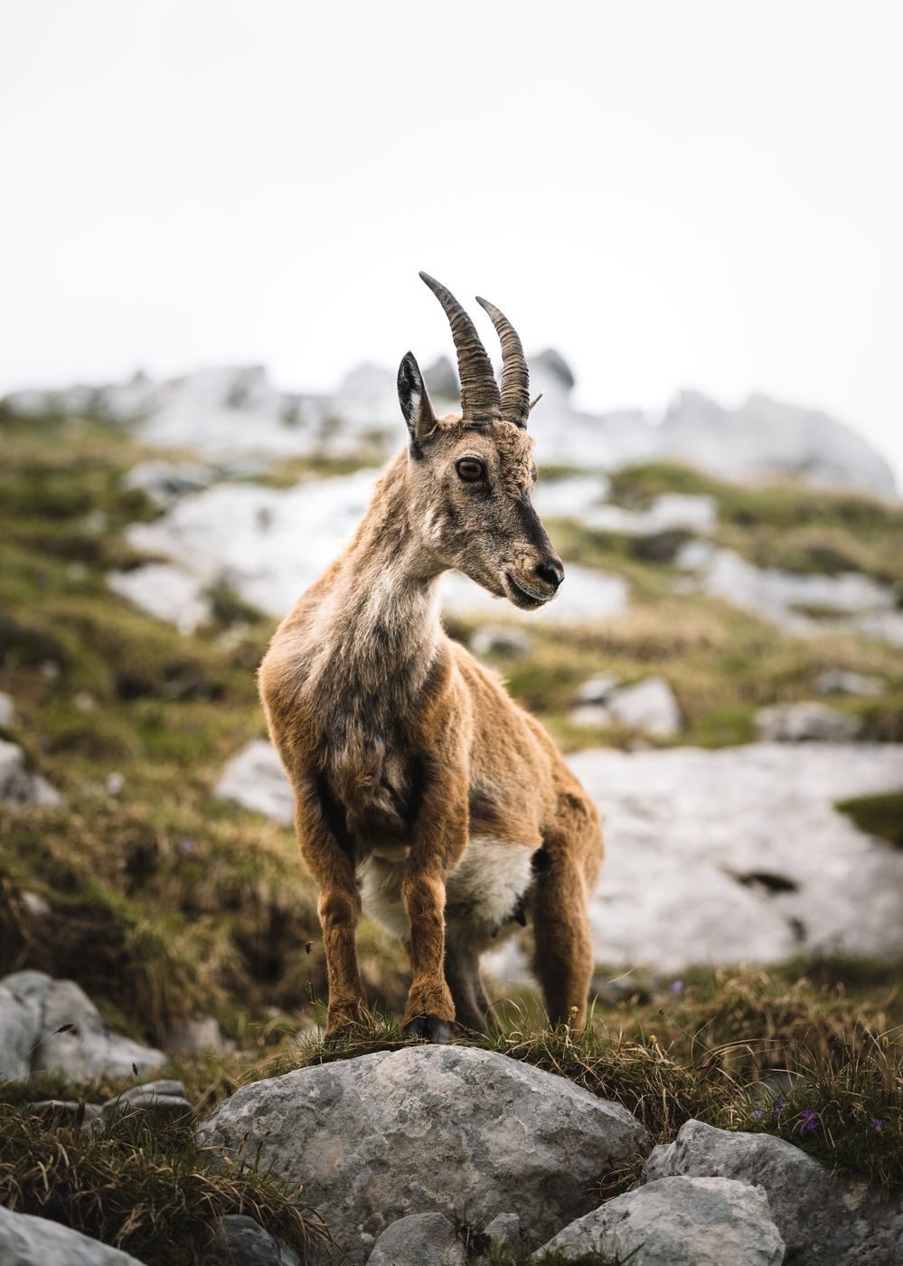 Cima di Terrarossa, Italy