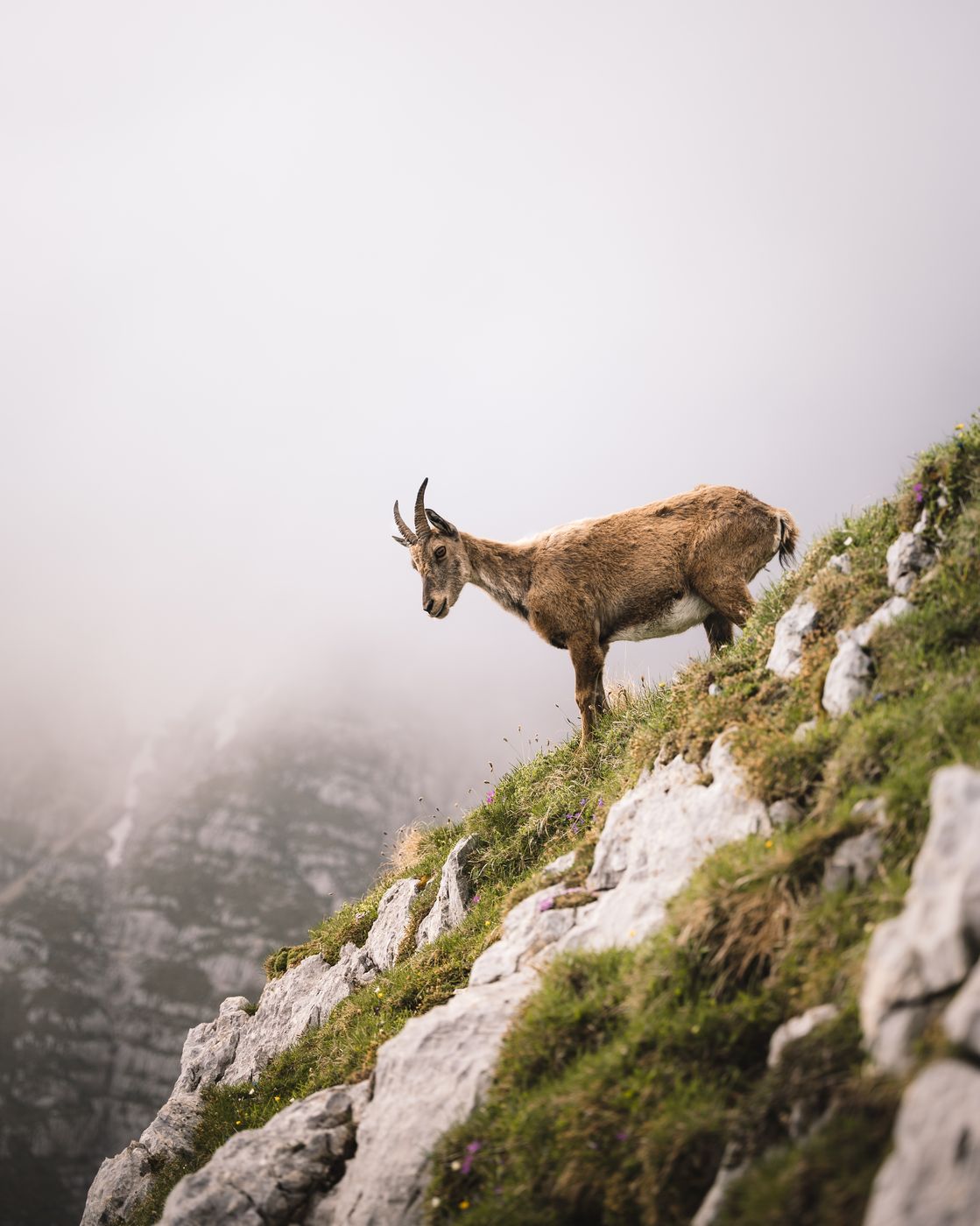 Cima di Terrarossa, Italy