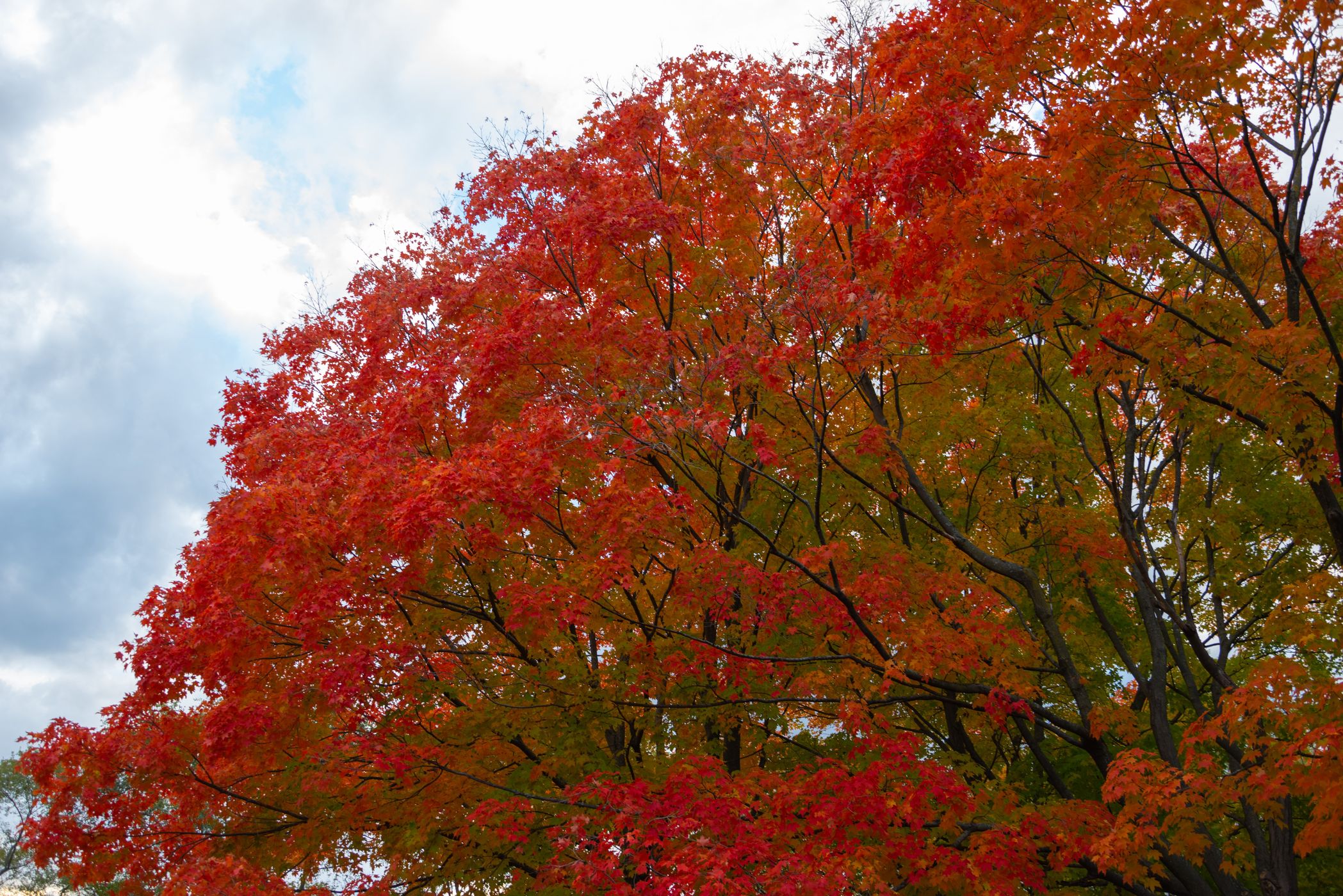 Circuit Gilles Villeneuve, Canada