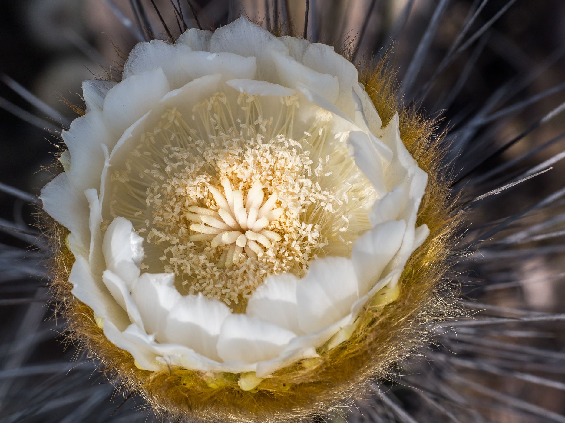 Cordón del Panulcillo, Chile