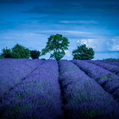 Cotswold Lavender, United Kingdom