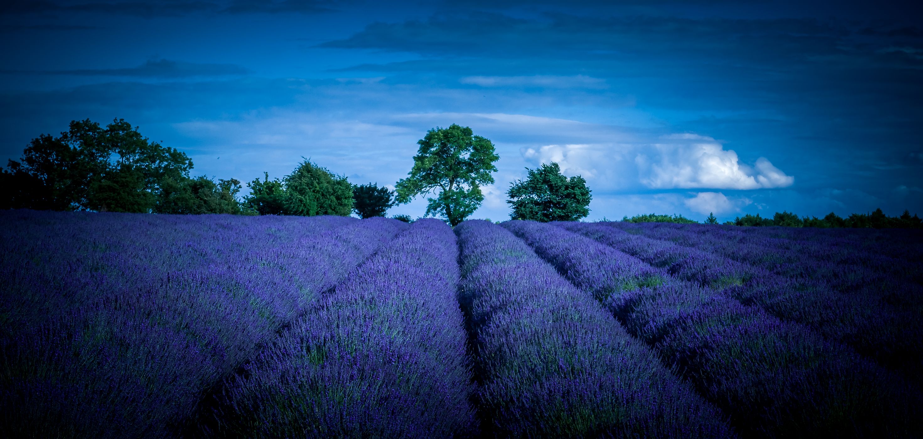 Cotswold Lavender, United Kingdom