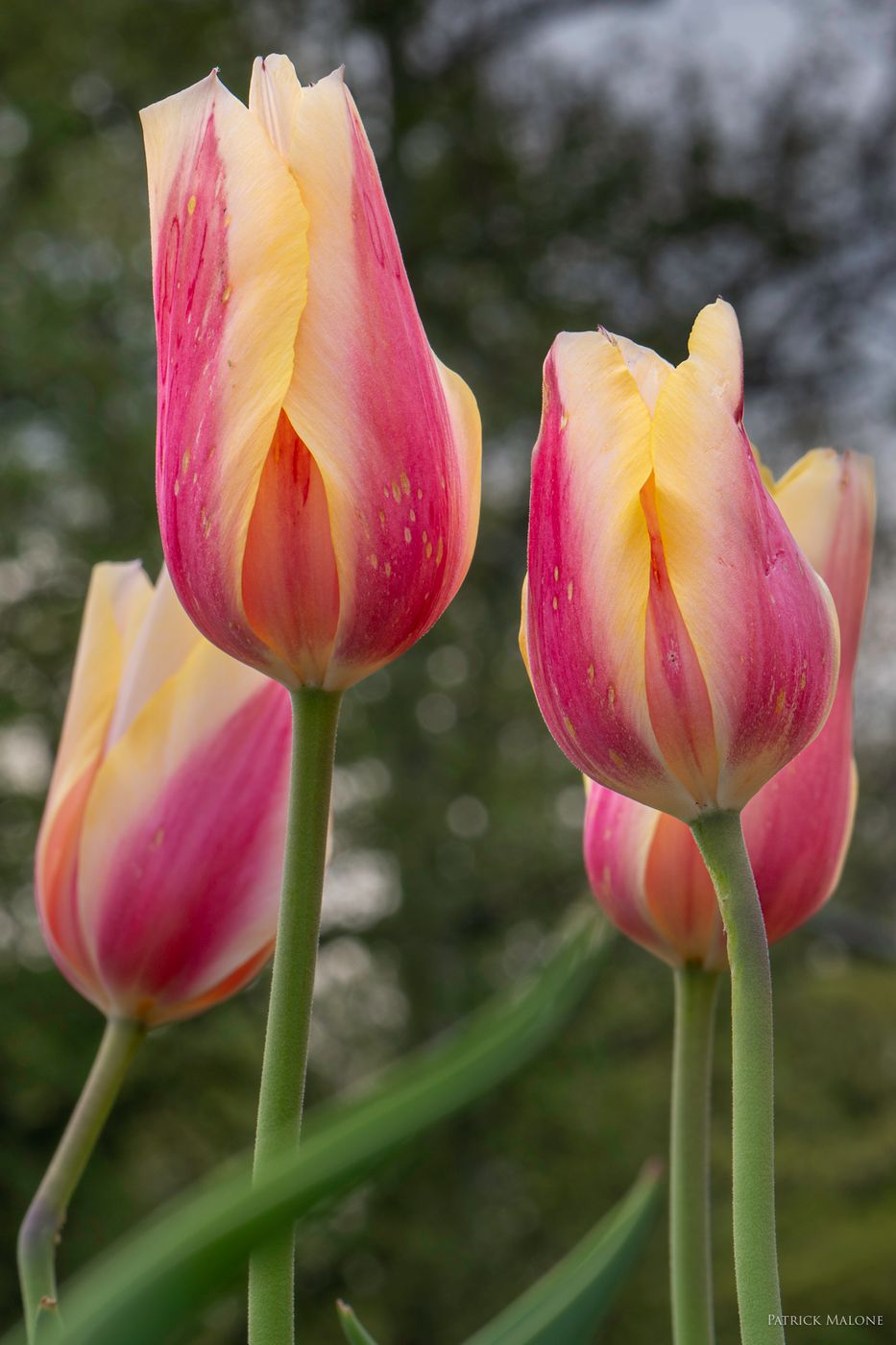 Floral Library DC, USA
