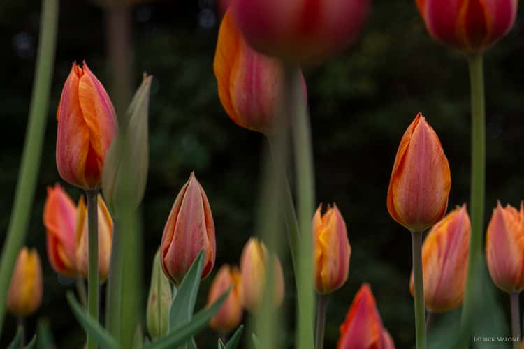 Floral Library DC