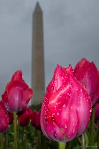 Floral Library DC